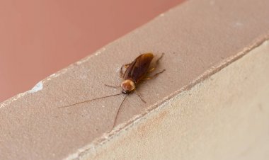 Mordida de barata é grave, dolorosa e pode levar à morte. Entenda