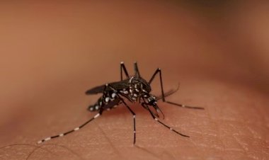 Dengue: entenda por que a forma grave da doença não deve ser chamada de hemorrágica