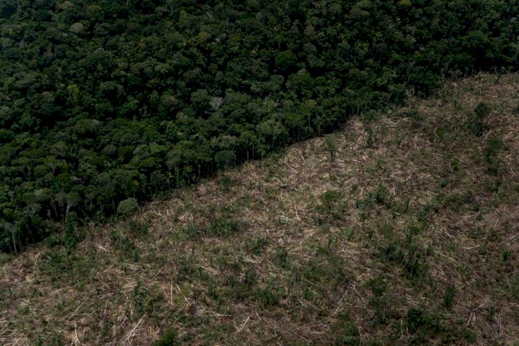 Amazônia registra décimo mês consecutivo de redução do desmatamento, aponta Imazon