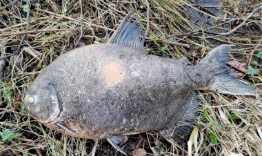 Peixe amazônico é encontrado em lago da Irlanda e intriga cientistas