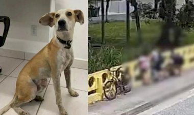 Cão jogado pela própria tutora de ponte de 12m em SC voltou para casa sozinho