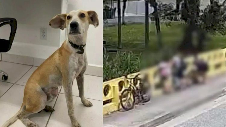 Cão jogado pela própria tutora de ponte de 12m em SC voltou para casa sozinho