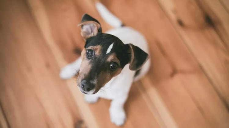 No céu tem pet? Pra onde vão os animais quando morrem, segundo as religiões