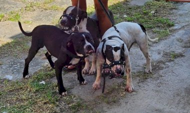 Donos de pitbulls que atacaram escritora são presos por maus-tratos aos cães e responderão por lesão corporal, diz delegado