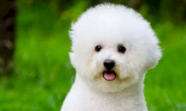 “Pais de pet” tendem a gastar mais de R$ 200 por mês com bichos, diz levantamento