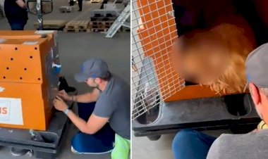 Cachorro morre após falha no transporte aéreo da Gol em Guarulhos, SP; pet foi levado para Ceará em vez de Mato Grosso