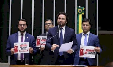 “Lei Joca“: oferta de transporte de animais em cabine de avião é aprovada pela Câmara