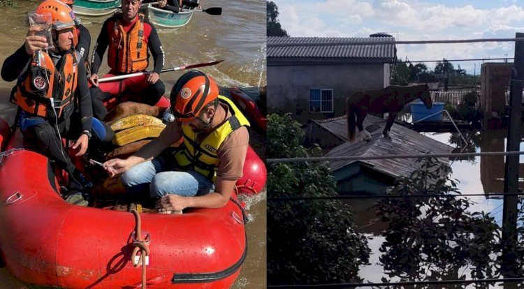 Chuvas no RS: cavalo “Caramelo” é resgatado após ficar 4 dias ilhado em Canoas