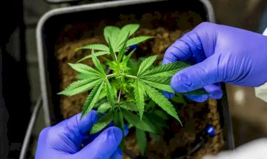 Novo limite para porte de maconha: veja o que equivale a 40 gramas