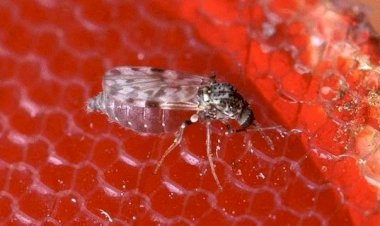 Brasil é primeiro país do mundo a registrar morte por oropouche, diz ministério