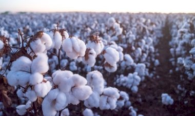 Como o algodão brasileiro tem tomado conta da moda mundial