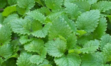 A erva que comprovadamente reduz a ansiedade e ajuda a adormecer melhor