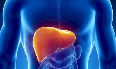 Gordura no fígado: como e por que a esteatose hepática se tornou uma epidemia global e preocupante