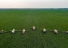 Depois de 6 anos, Brasil deve voltar a colher safra recorde de arroz