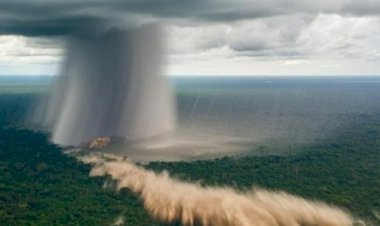 Ventos extremos derrubam árvores gigantes e raras na Amazônia