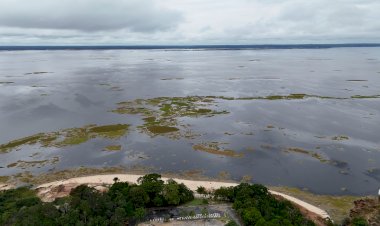Canaranas: 'mar verde' que domina orla de Manaus é consequência da seca e ameaça ecossistema, alerta biólogo
