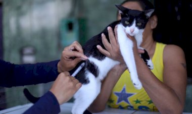 Campanha antirrábica animal da Prefeitura de Manaus prossegue com vacinação em 46 pontos fixos