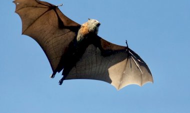 Novo coronavírus 'com potencial pandêmico' é descoberto na China