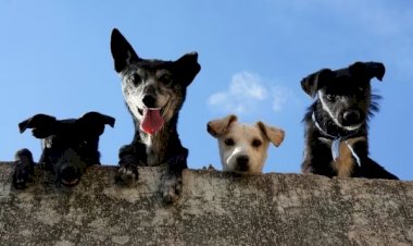 Remédio para prolongar a vida de cães idosos avança nos EUA