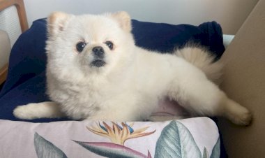 Cadela é espancada em banho no pet shop e morre com traumatismo craniano