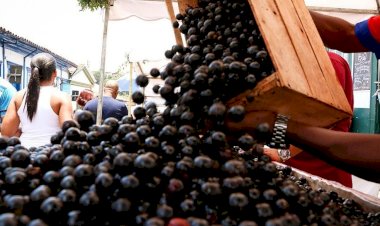 Ranking de 100 melhores frutas do mundo tem uma brasileira; veja qual é