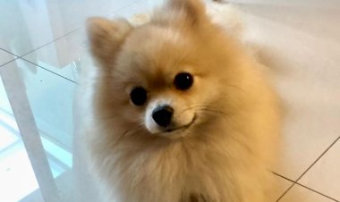 Cachorro perde olho após ataque em creche e tutora será indenizada em R$ 20 mil