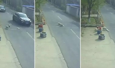 Vira-latas salvam cachorrinho atropelado por carro na China; VÍDEO mostra resgate