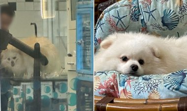 Cachorro morre horas após banho e tosa em pet shop no litoral de SP