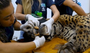 Onça que devorou caseiro não voltará para mata; entenda futuro do animal