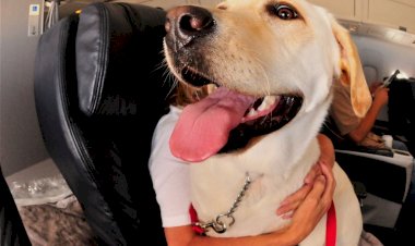 Companhias podem recusar embarque de animais de suporte emocional na cabine do avião, decide STJ