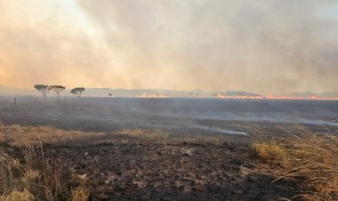 Desmatamento no Brasil recua, mas Cerrado concentra maior área, aponta Mapbiomas