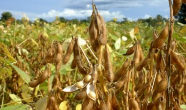 PIB do Brasil cresce 1,4% no 1º trimestre de 2025, puxado por agropecuária, diz IBGE