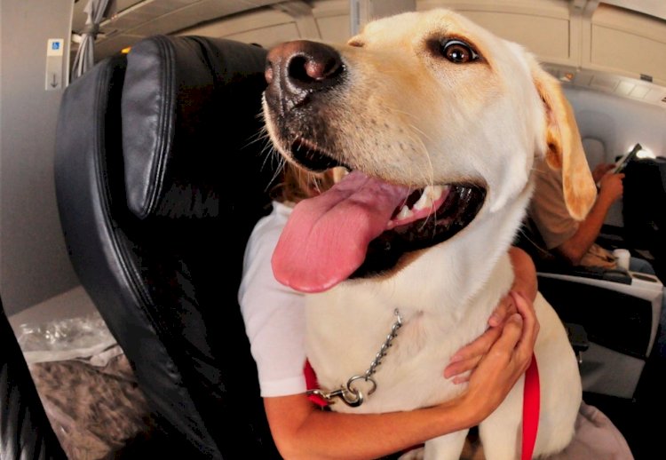 Companhias podem recusar embarque de animais de suporte emocional na cabine do avião, decide STJ