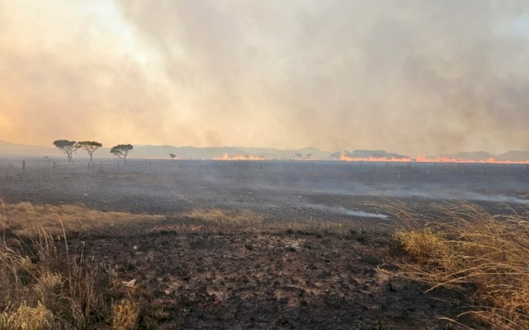 Desmatamento no Brasil recua, mas Cerrado concentra maior área, aponta Mapbiomas