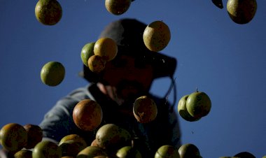 Veja lista de produtos brasileiros que ficam isentos de tarifaço de Trump