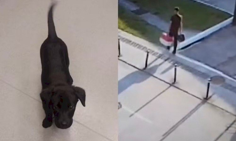 Homem é impedido de embarcar com cão, abandona animal no Aeroporto de Florianópolis e é detido no DF