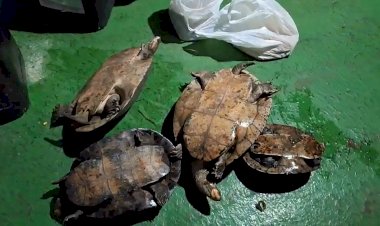 IBAMA e FUNAI apreendem mais de 1.600 ovos de quelônios na Terra Indígena Paumari no Purus