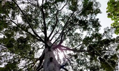 Dia da Amazônia: árvore sumaúma é símbolo da floresta e aliada no combate às mudanças climáticas