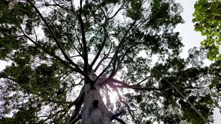 Dia da Amazônia: árvore sumaúma é símbolo da floresta e aliada no combate às mudanças climáticas