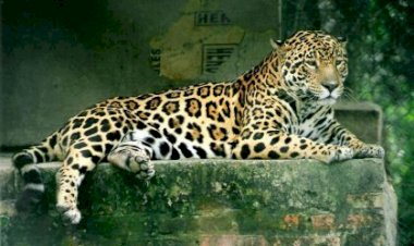 Homem é atacado por onça-pintada no Pantanal em MS