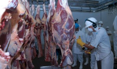 Mesmo com tarifaço, exportação de carne bovina do Brasil bate novo recorde em setembro