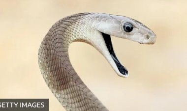 O 'incomparável' antídoto contra veneno de cobra feito a partir de homem picado 200 vezes