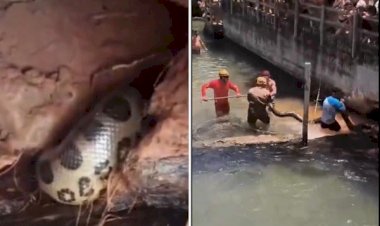 Sucuri de quase 5 metros surpreende banhistas e mobiliza bombeiros em Rio Quente; vídeo
