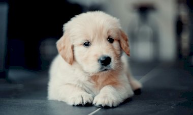 Por que adoramos tanto filhotes de animais, segundo a ciência