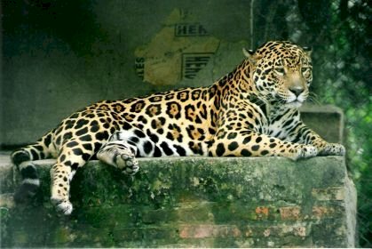 Homem é atacado por onça-pintada no Pantanal em MS