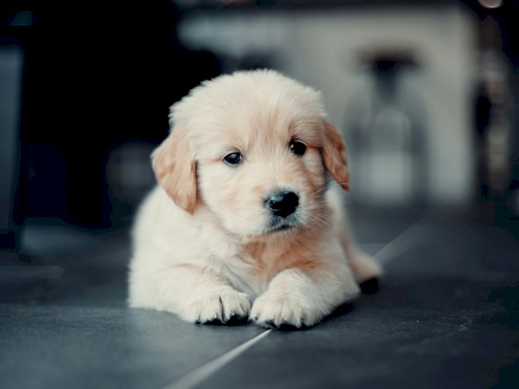 Por que adoramos tanto filhotes de animais, segundo a ciência