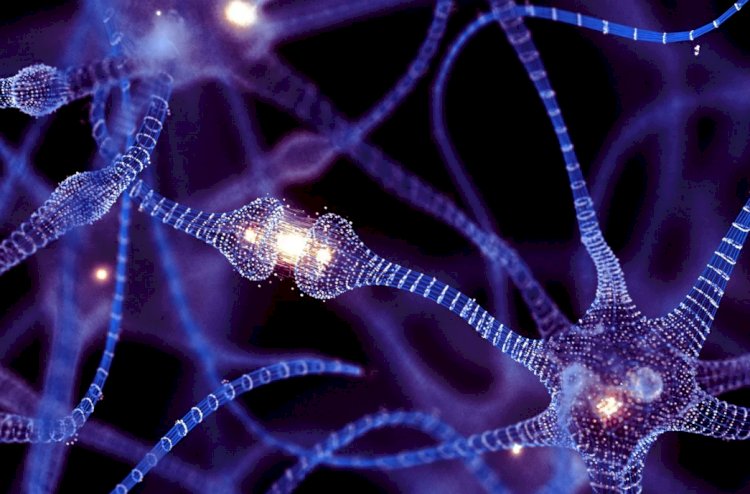 Nanotubos entre neurônios revelam novo tipo de comunicação cerebral