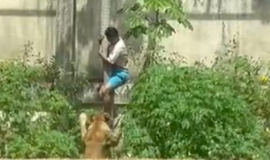 Homem é morto por leoa após entrar em jaula em zoológico de João Pessoa; VÍDEO