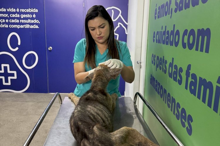 Em 100 dias de funcionamento, Hospital Público Veterinário do Amazonas já atendeu mais de 15 mil animais
