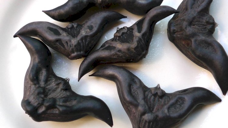 Parece um morcego, mas não é! Conheça a castanha exótica de 3 mil anos consumida na Ásia
